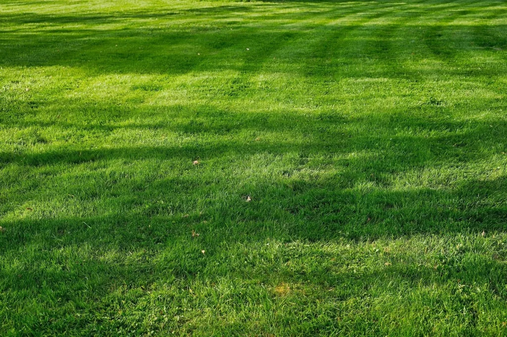 jak dbać o trawnik